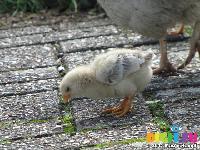 SX20236 Chick at motorway services in Belgium